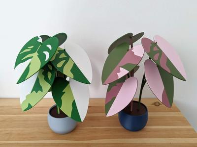 Philodendron pink/white princess plant
