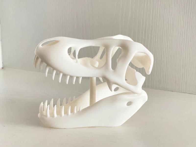 Dinosaur skull fossils
