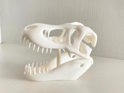 Dinosaur skull fossils
