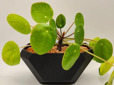 Modern Wall Planter with Quick Mount