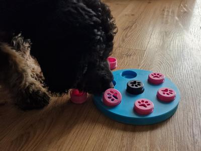 Dog Intelligence Toy Level 1