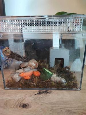 Pet Snail House - Schnecke Hause - Terrarium with humidifier