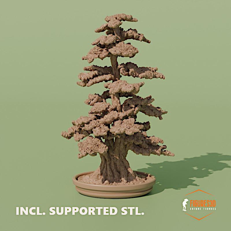 bonsai 7