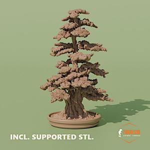 bonsai 7