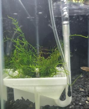 Fluval Breeder Box Attachment 