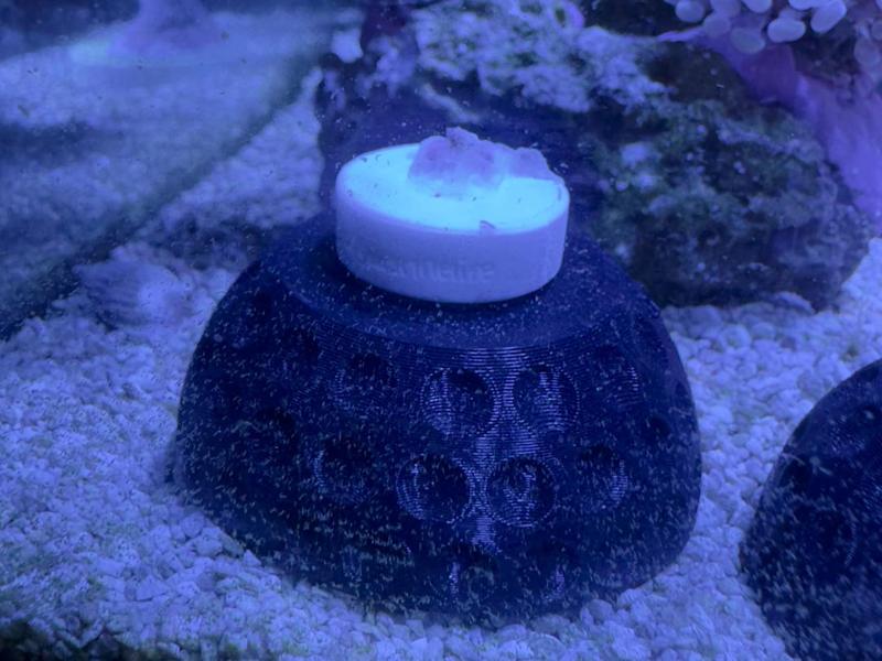 Coral Frag Holder / Zoanthus Bowl with Plug 
