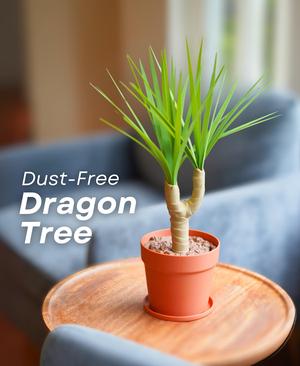 Dust-Free Dragon Tree | The Brush, Trashcan, Dustpan all-in-one Plant