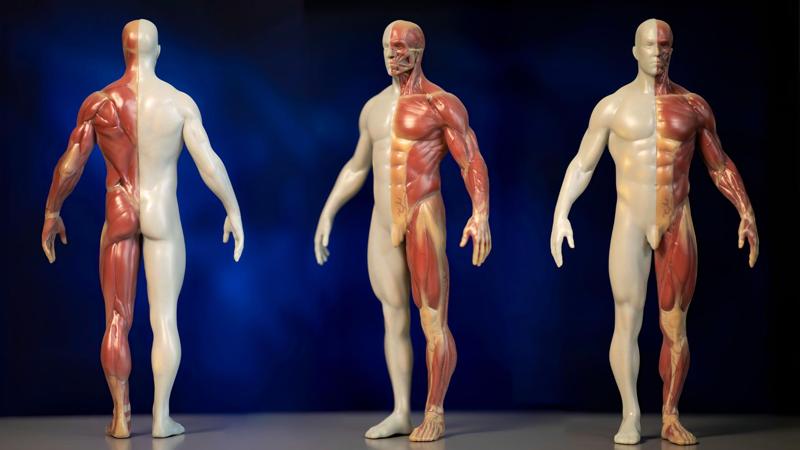 Anatomy model of human body