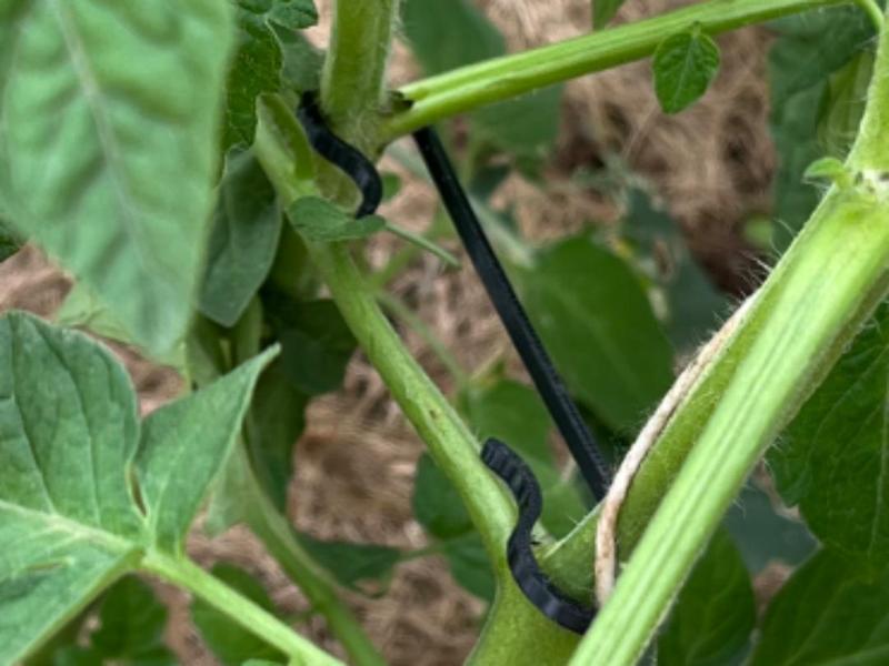 Tomato hook / Seitentriebhaken