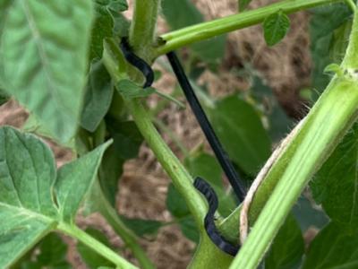 Tomato hook / Seitentriebhaken