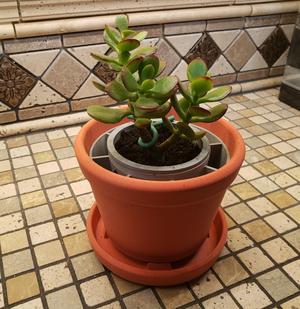 6.5" Jade Planter-w/ aeration prevents root rot