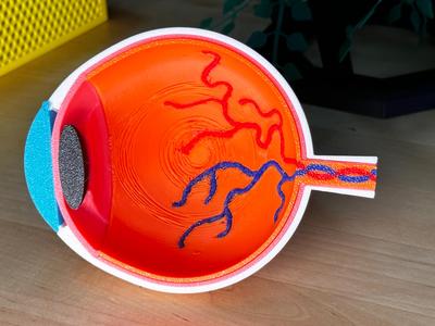 Model of the Human Eye 