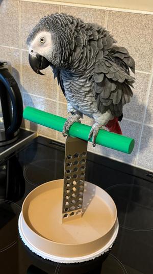 Parrot Perch