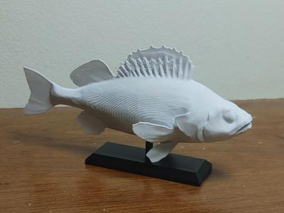 Perch Fish Mount