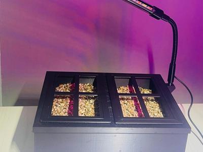 Greenhouse hydroponic with vermiculite 