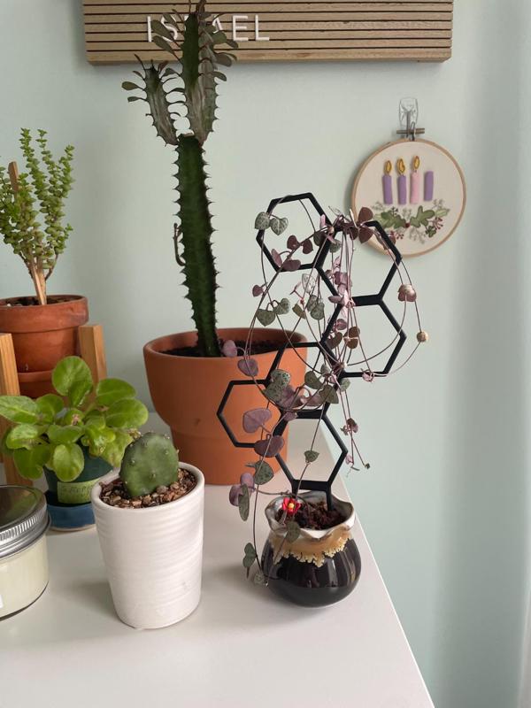 Hexagon House Plant Trellis 