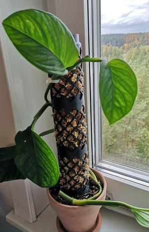 Moss pole - support free