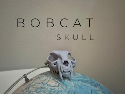 "Bobcat" Skull