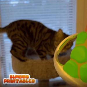 Turtle Cat Hat 🐢🐢🐢
