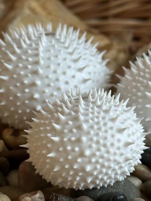 Sea Urchin Shells (Spiky)
