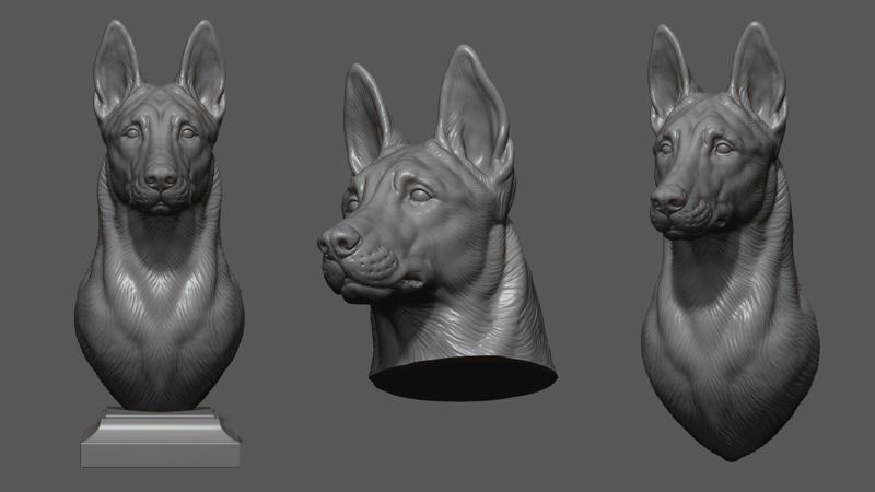 Belgian Shepherd Malinois  with a closed mouth
