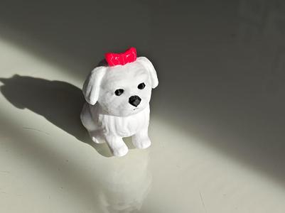 Maltese puppy