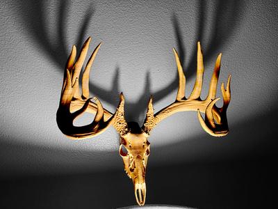 "Beautimus" Whitetail Deer Skull