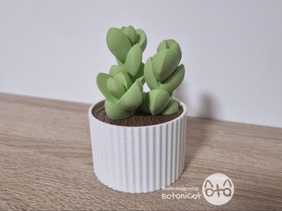 Succulent Box: Ice Plant (Corpuscularia lehmannii)