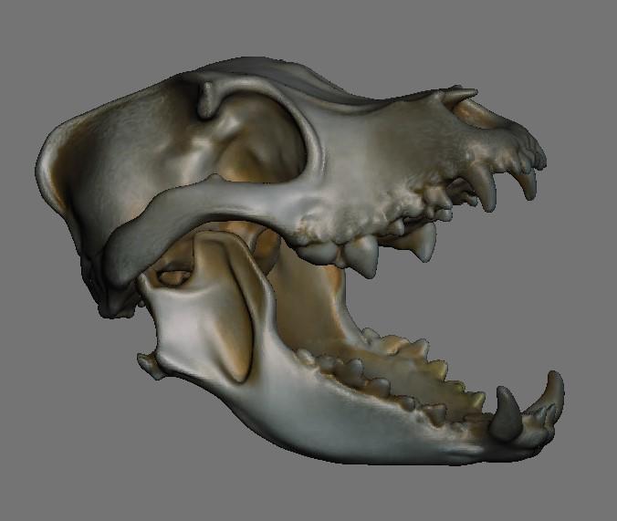 Canine Skulls