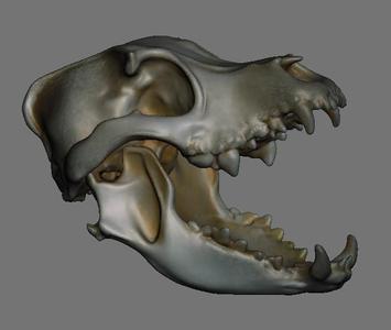 Canine Skulls
