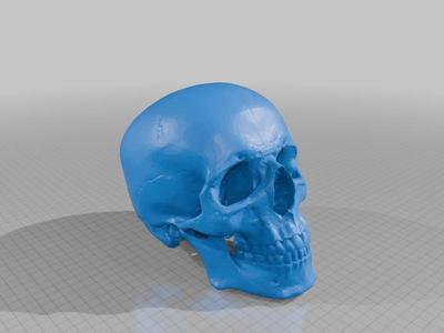 Skull of Human