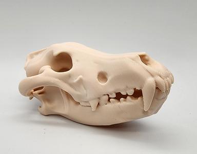 Gray Wolf Skull