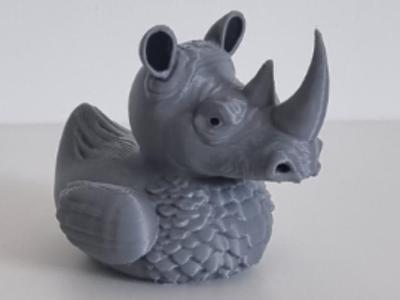 Rhinoceros Duck