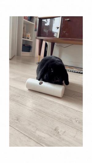 Rabbit Treat Roller