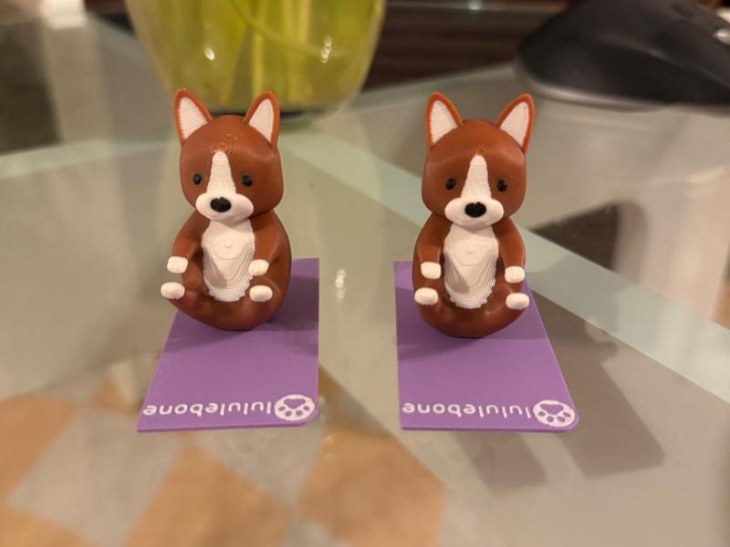 Corgis Doing Yoga - Navasana (Boat Pose)
