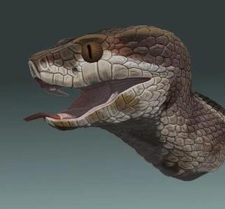 Cottonmouth bust   