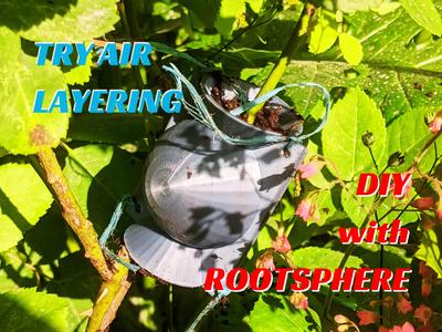RootSphere – Air Layering Propagation Tool