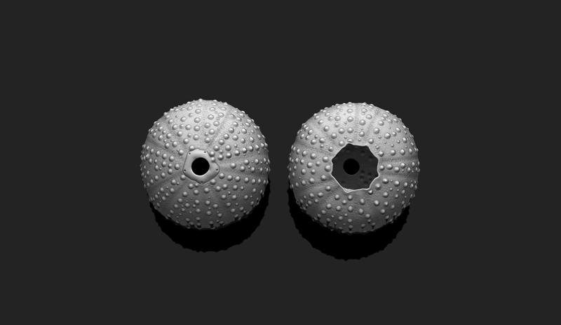 Sea Urchin - 3D Print - Aquarium