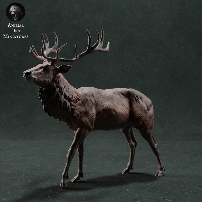 Red Deer Stag