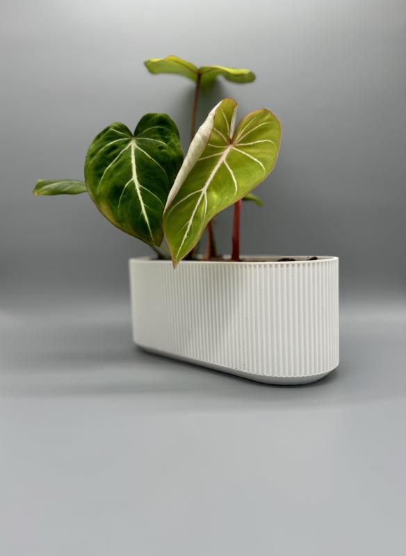 Long Planter | Modern, Elegant Design 