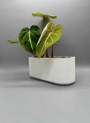 Long Planter | Modern, Elegant Design 