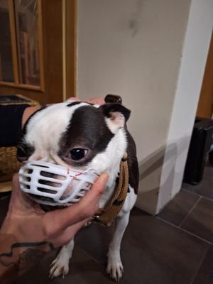 Dog muzzle Maulkorb, Kurz Schnauzer.