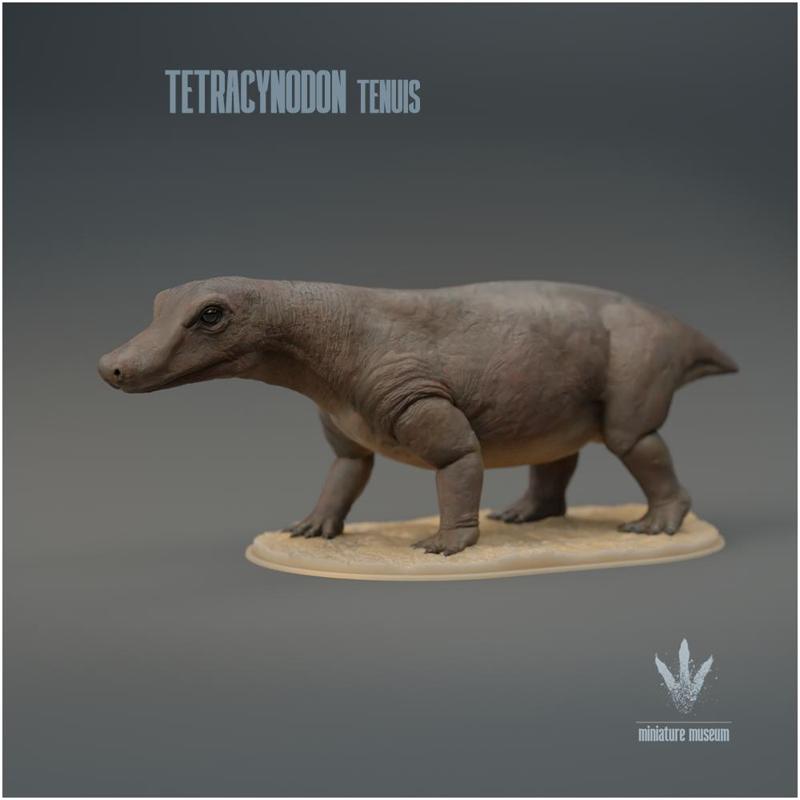Tetracynodon tenuis : The Miniature Synapsid
