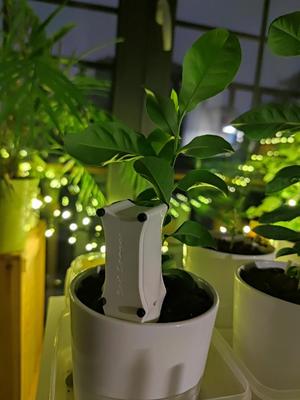 Plant Soil Moisture sensor by Tded on ESP32-C3 SuperMini and 18650