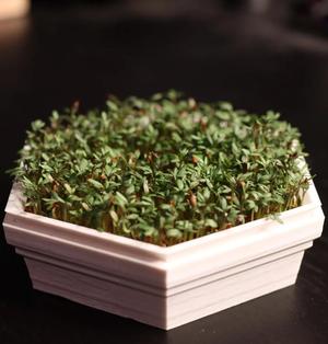 Cress Seed Planter