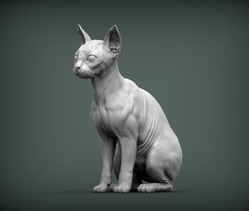 sphinx cat
