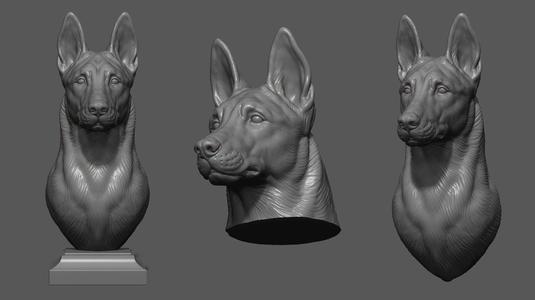 Belgian Shepherd Malinois  with a closed mouth