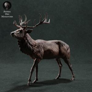Red Deer Stag