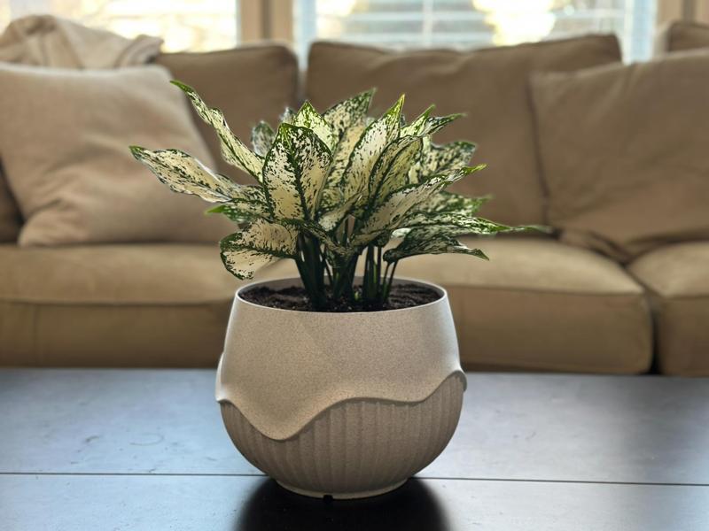 Large Wavy Plant Pot - 8-Inch - 1/2/3 colors