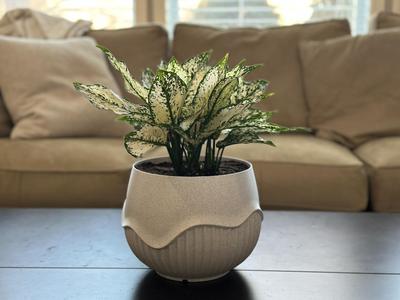 Large Wavy Plant Pot - 8-Inch - 1/2/3 colors